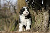 BEARDED COLLIE 088